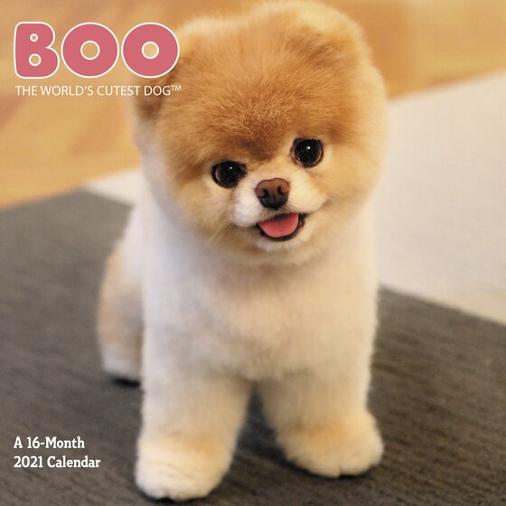 boo dog pictures
