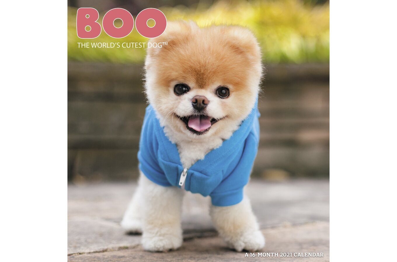 boo the dog calendar 2021 Boo The World S Cutest Dog Monthly Wall Calendars Wall Calendars Mead boo the dog calendar 2021