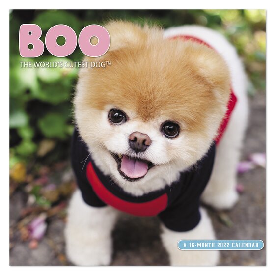 Boo The World S Cutest Dog Monthly Wall Calendars Wall Calendars Mead