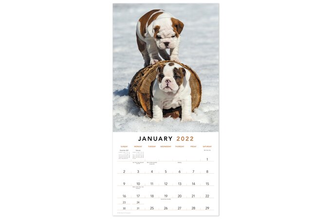 Puppies 2022 Monthly Wall Calendar 12 X 12 Wall Calendars Mead