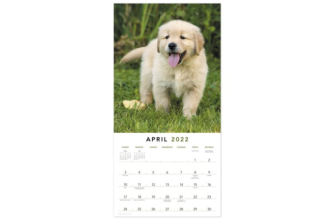 Puppies 2022 Monthly Wall Calendar, 12" X 12" | Wall Calendars | Mead