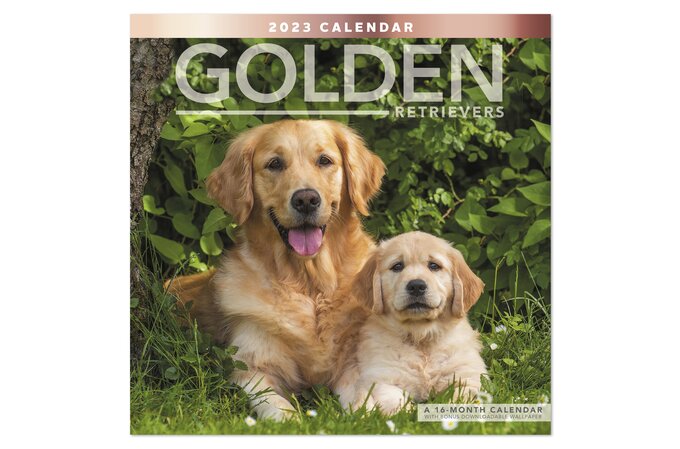 Golden Retrievers 2023 Monthly Wall Calendar, 12" x 12" | Wall Calendars |  Mead