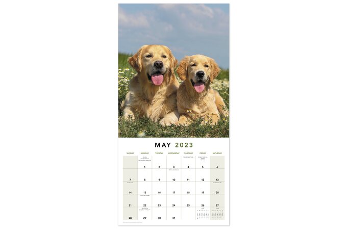 Golden Retrievers 2023 Monthly Wall Calendar, 12" x 12" | Wall Calendars |  Mead