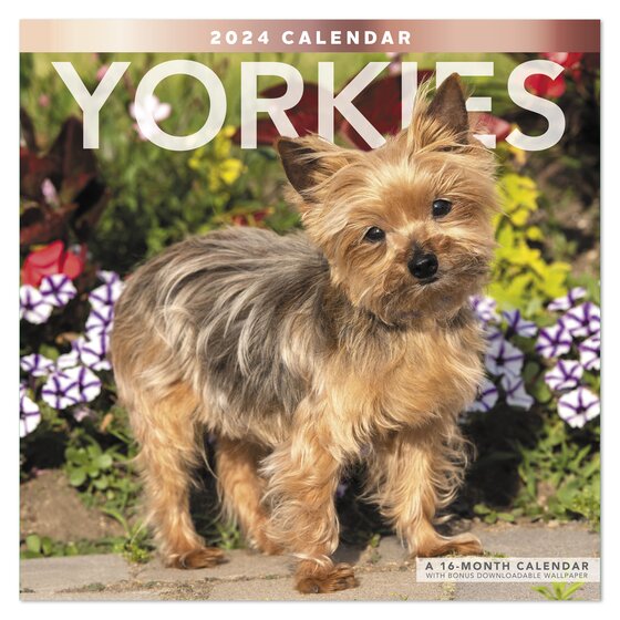 2024 Yorkie Wall Calendar Colly Diahann   500175 